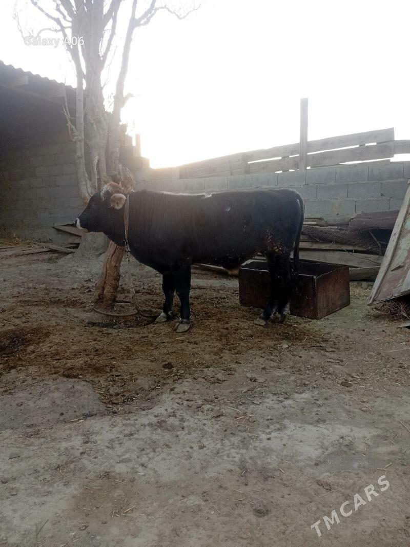 şiwes öküz - Бахарден - img 1