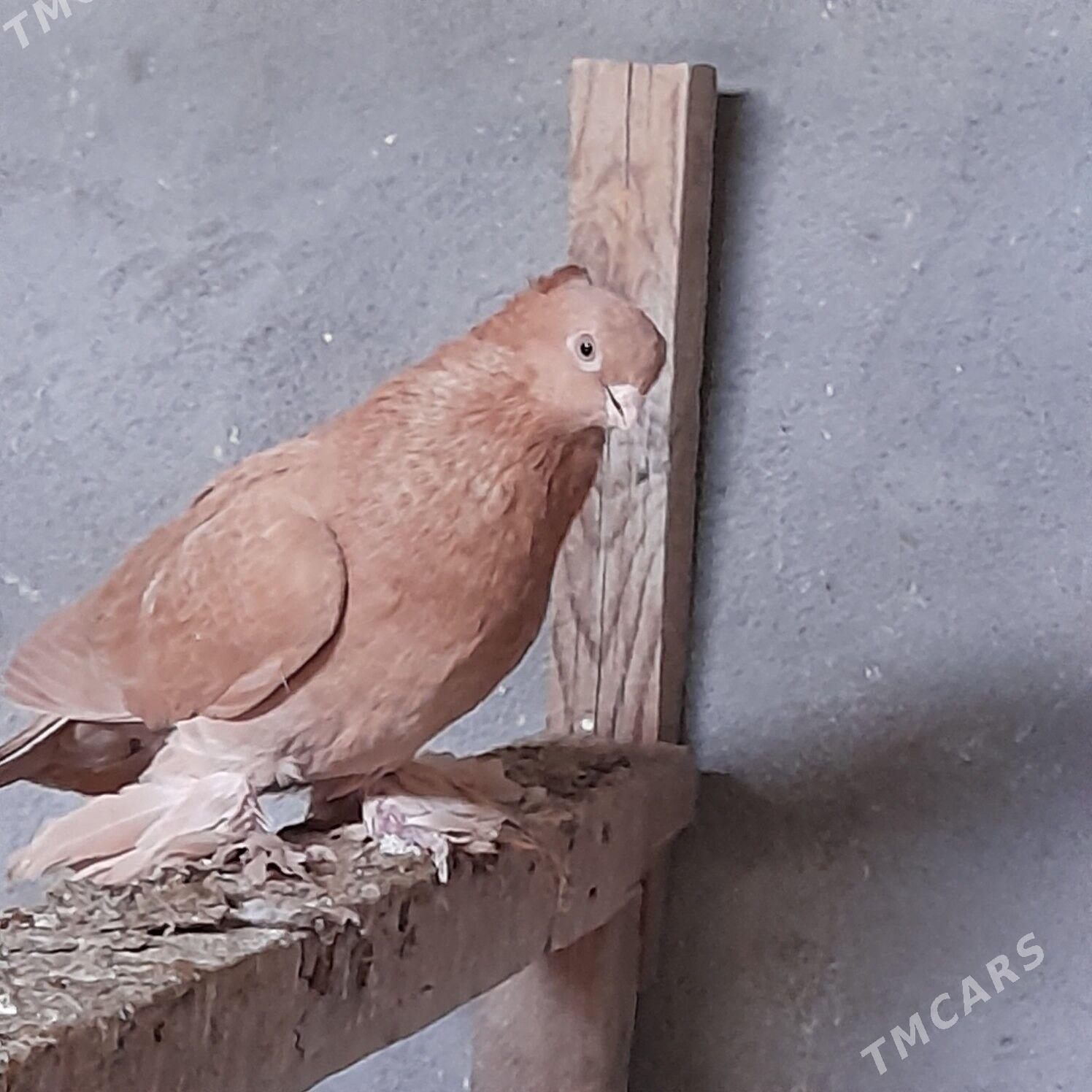 голуби kepderi желтые sary - Aşgabat - img 2