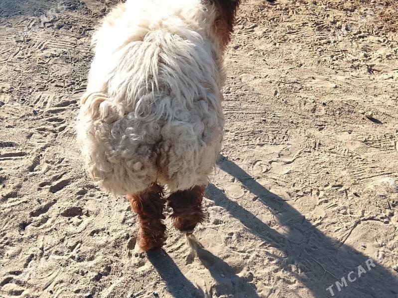 GOYUNGOYUN - Türkmenbaşy - img 1