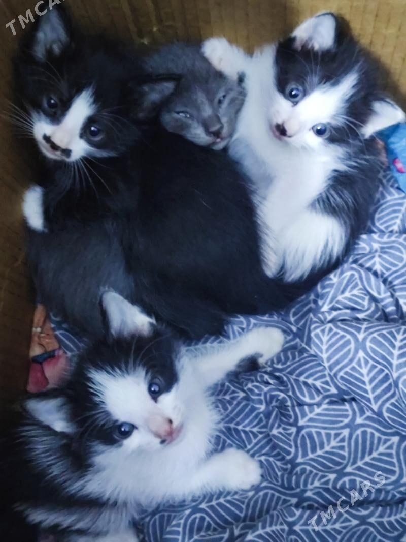 катёнки есть 1 месец - Şabat etr. - img 1