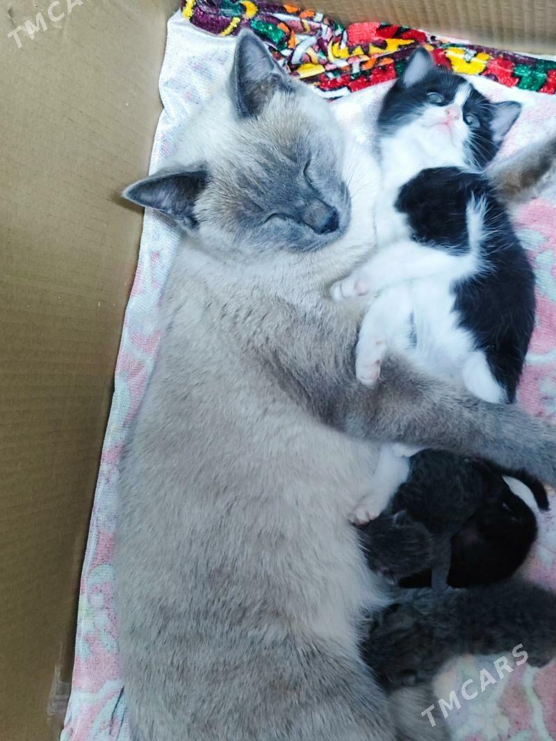 катёнки есть 1 месец - Şabat etr. - img 2