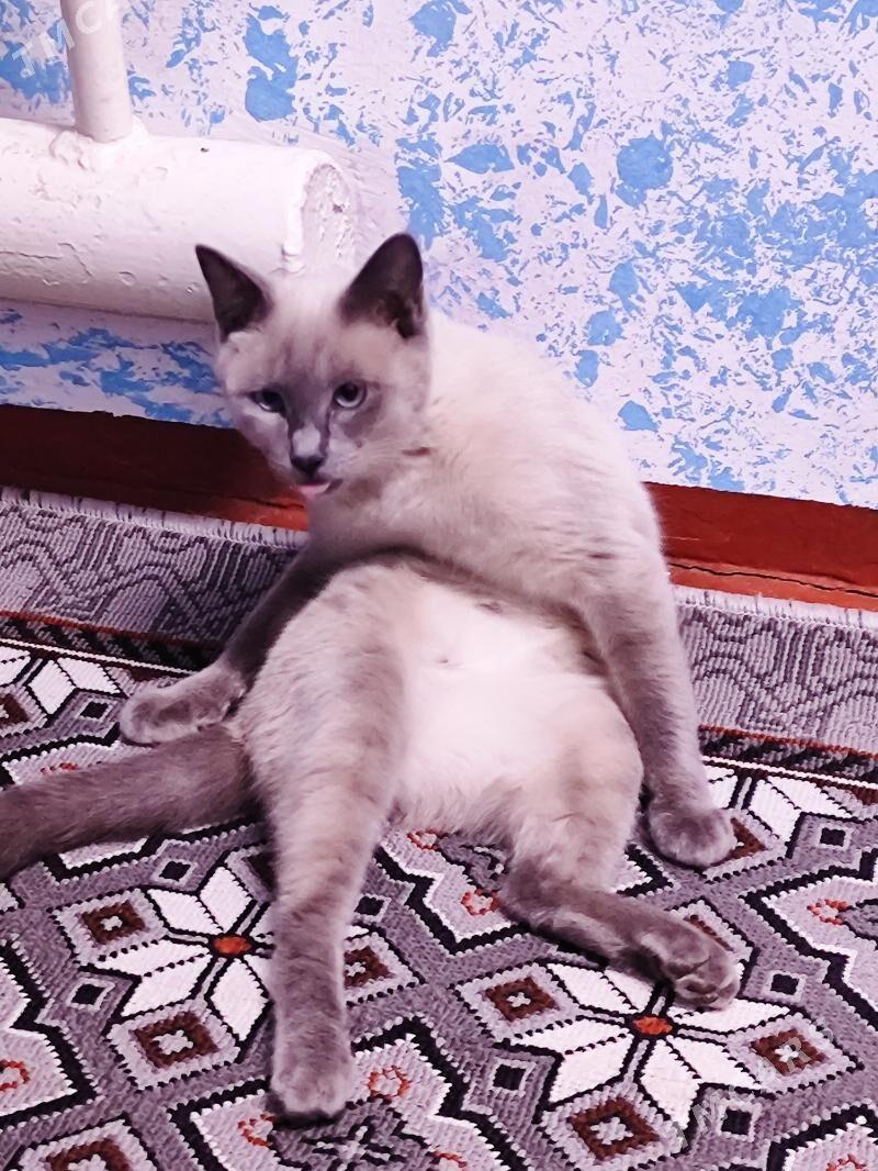 катёнки есть 1 месец - Şabat etr. - img 3