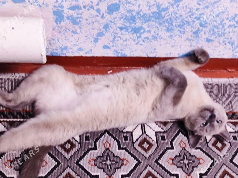 катёнки есть 1 месец - Şabat etr. - img 4