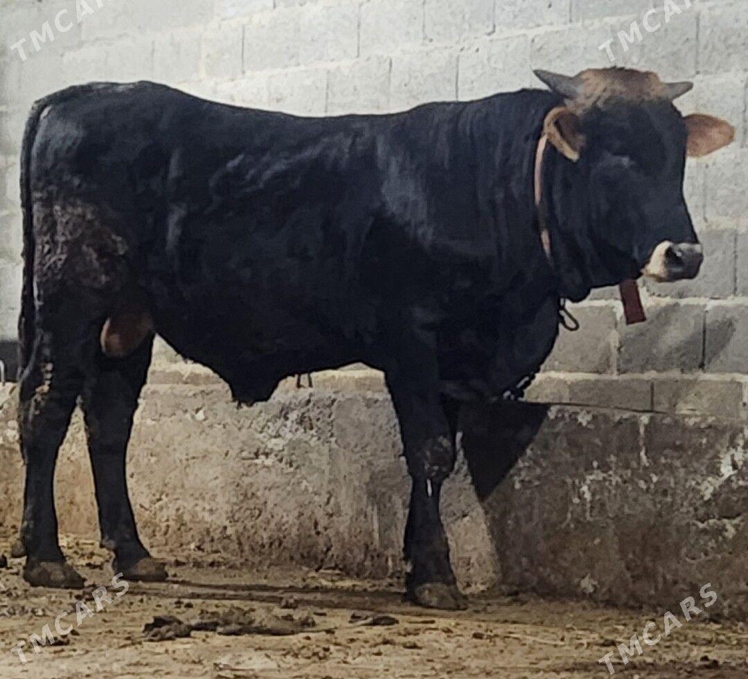 okuz - Bäherden - img 3