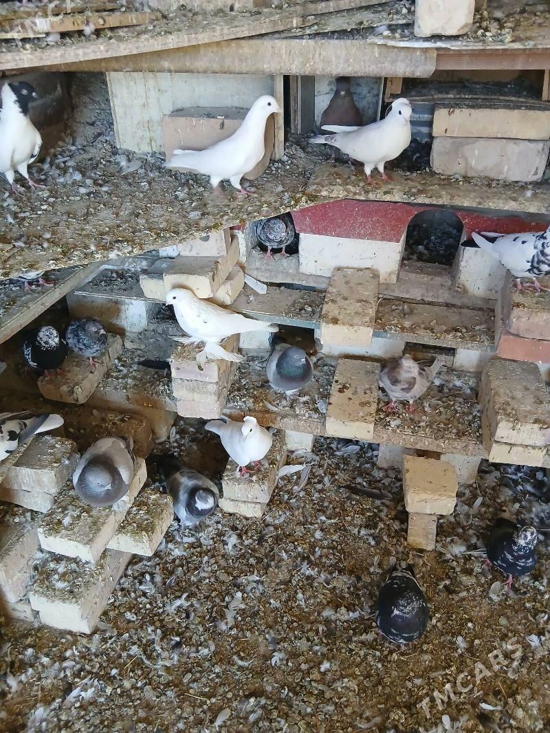 kepderiler - Кака - img 3