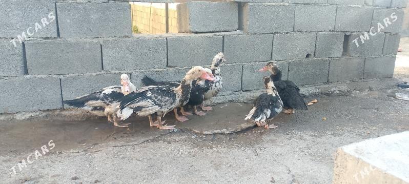 İndawutga arzan - Büzmeýin - img 1