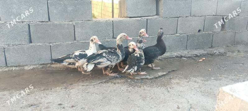 İndawutga arzan - Büzmeýin - img 3