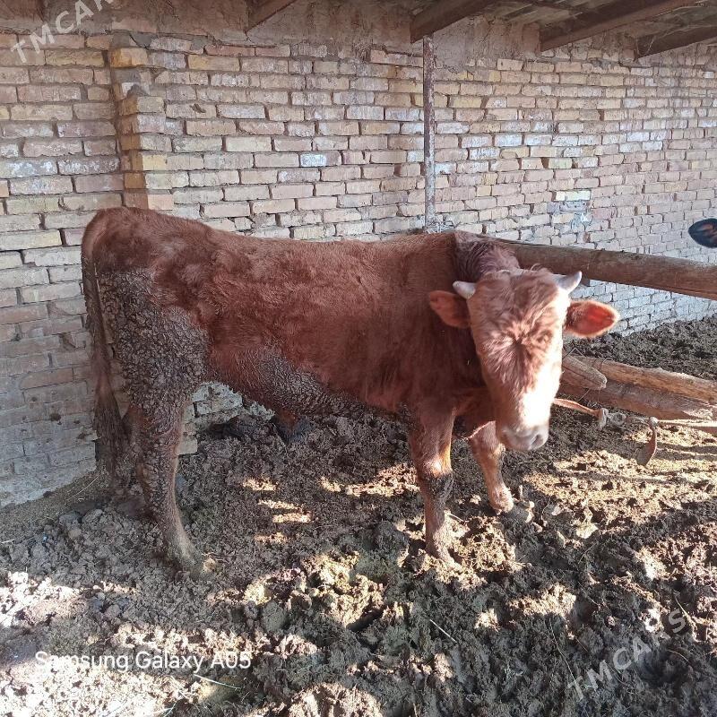 okuz - Туркменабат - img 2