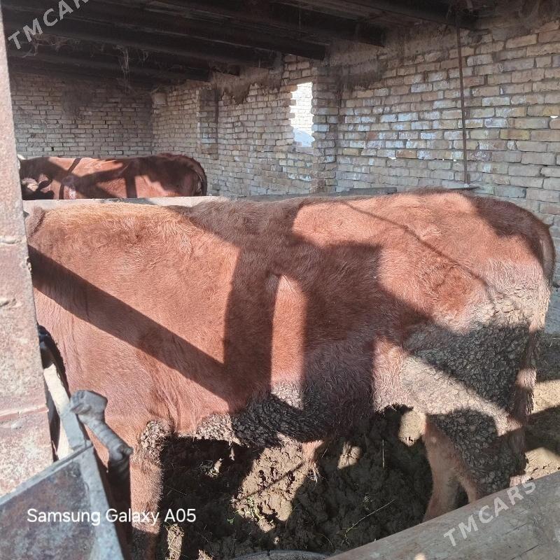 okuz - Туркменабат - img 3