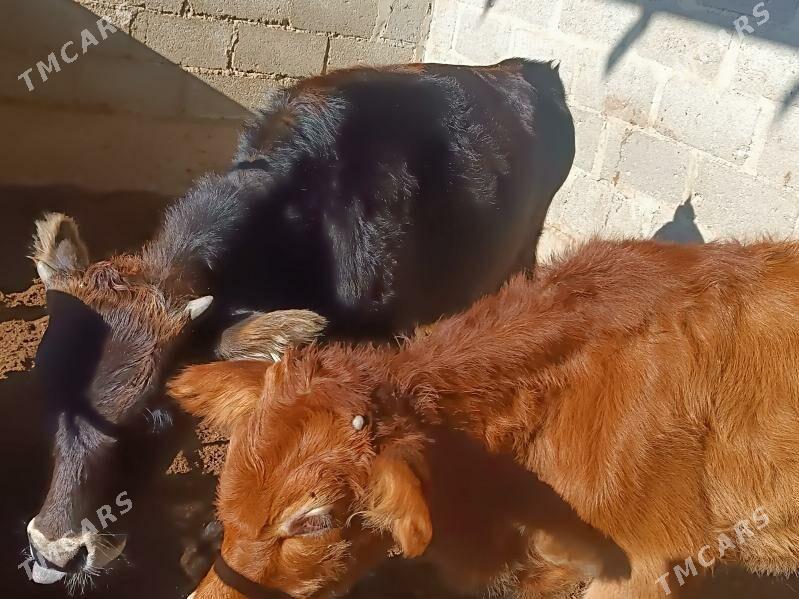 öküzce - Гумдаг - img 3