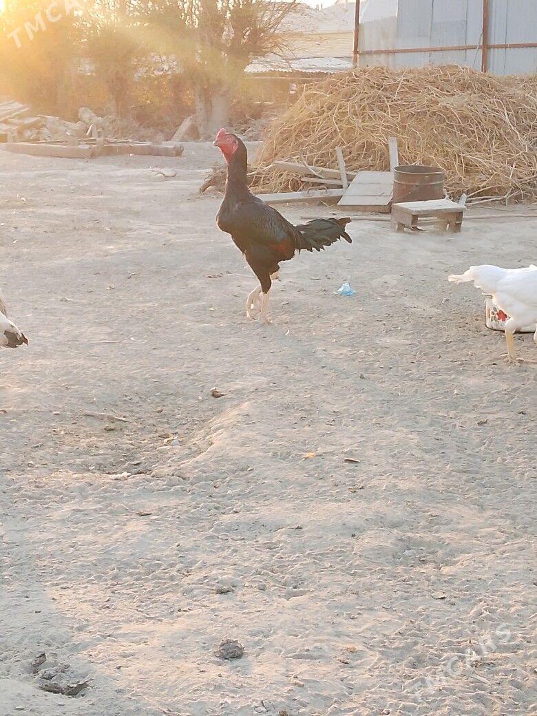 байцовы - Мары - img 4