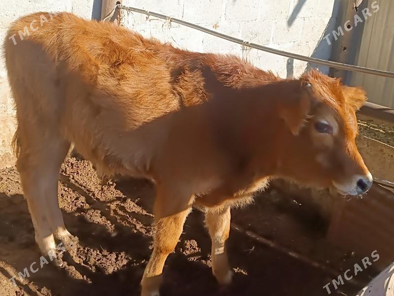 öküzce - Гумдаг - img 2