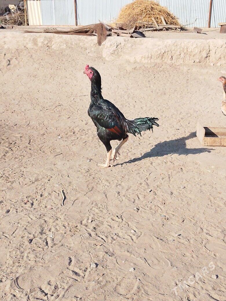 байцовы - Мары - img 1