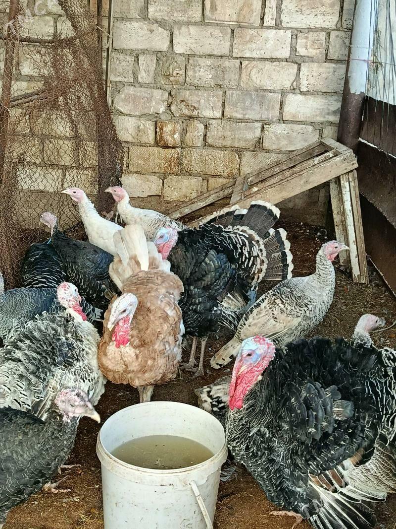 Erkek indýuk - Balkanabat - img 3