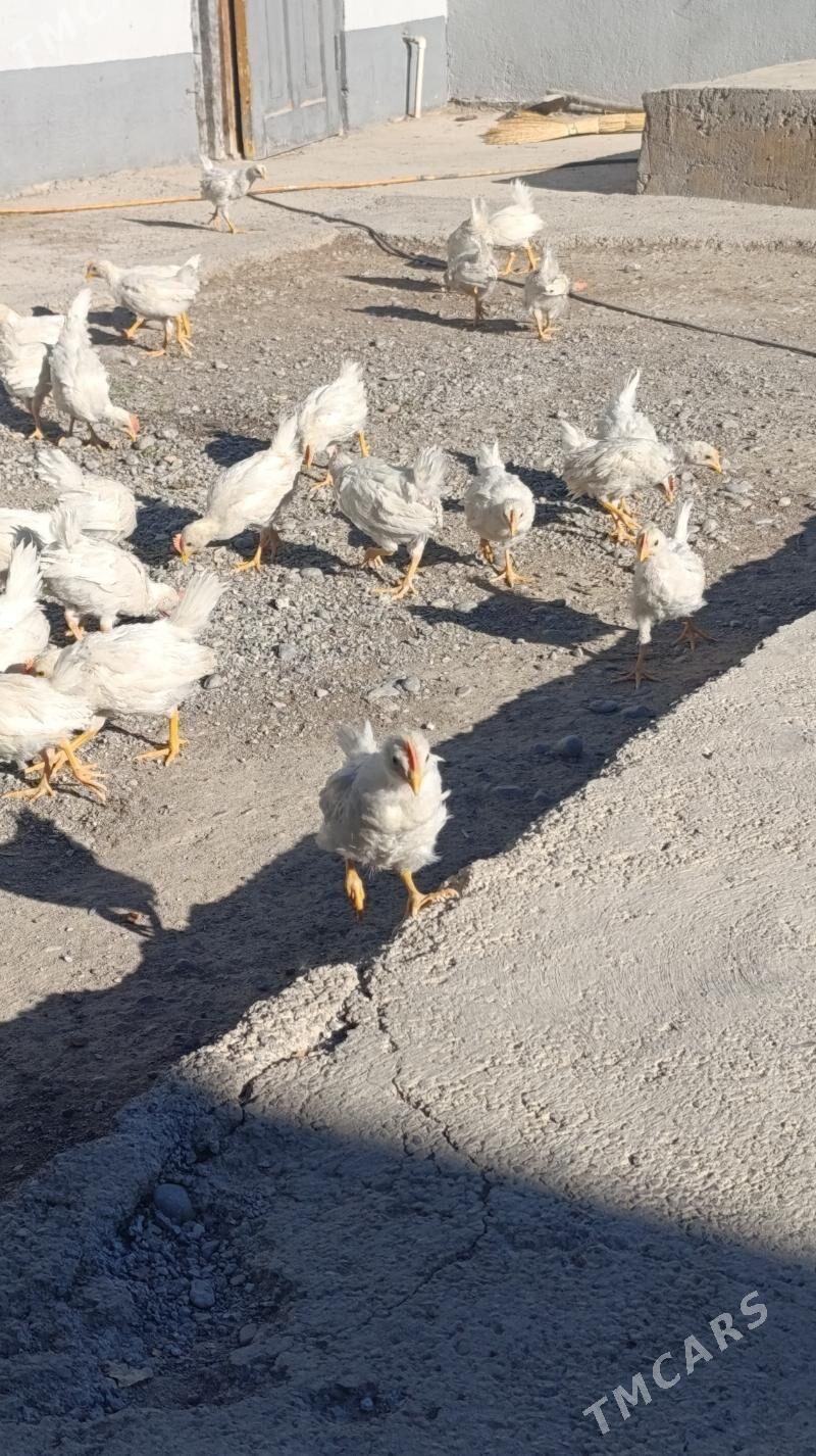 Ak towuk juje - Багир - img 5