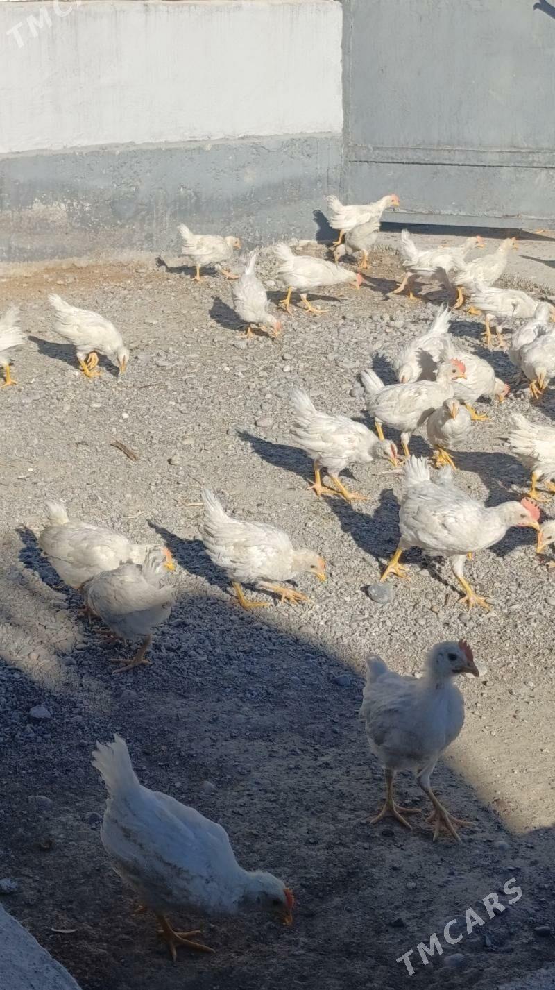 Ak towuk juje - Багир - img 6