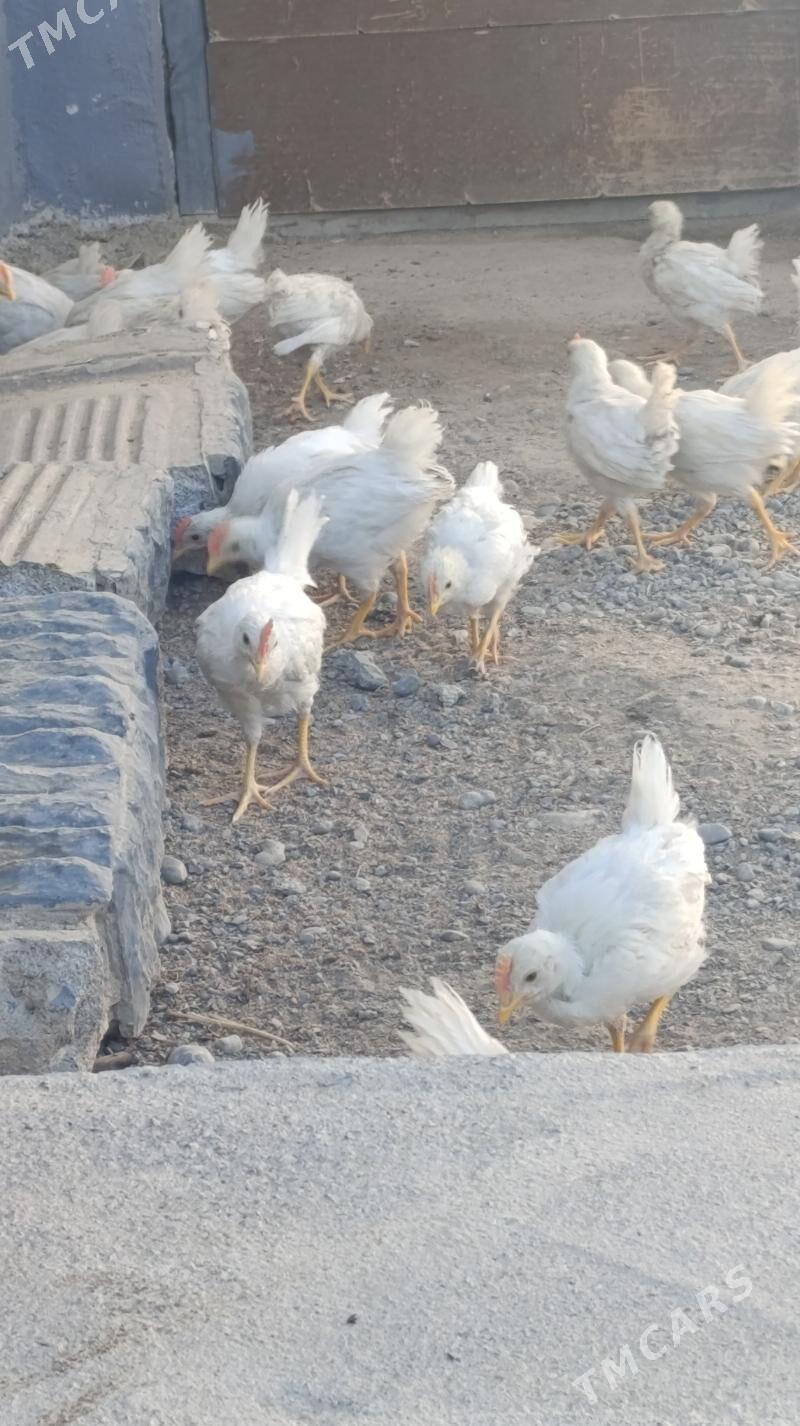 Ak towuk juje - Багир - img 2