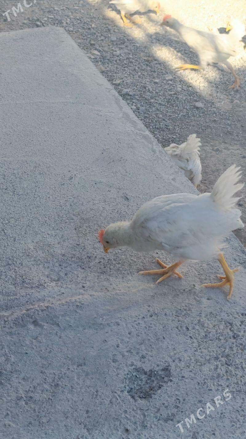 Ak towuk juje - Багир - img 4