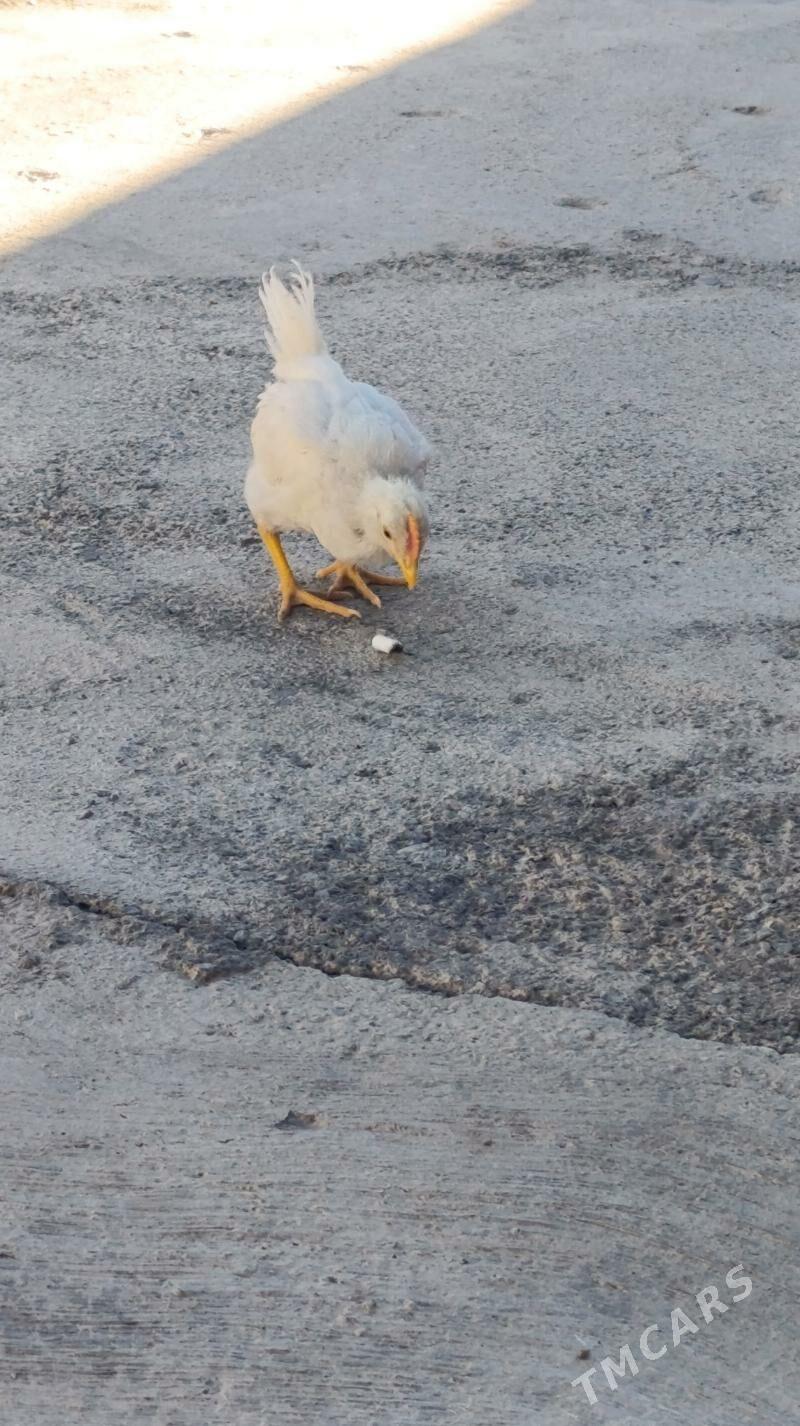 Ak towuk juje - Багир - img 7