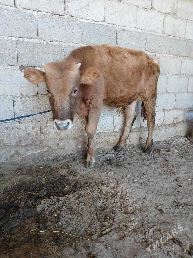 Okùz - Ашхабад - img 2