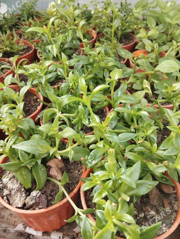 растения цветы - Aşgabat - img 4