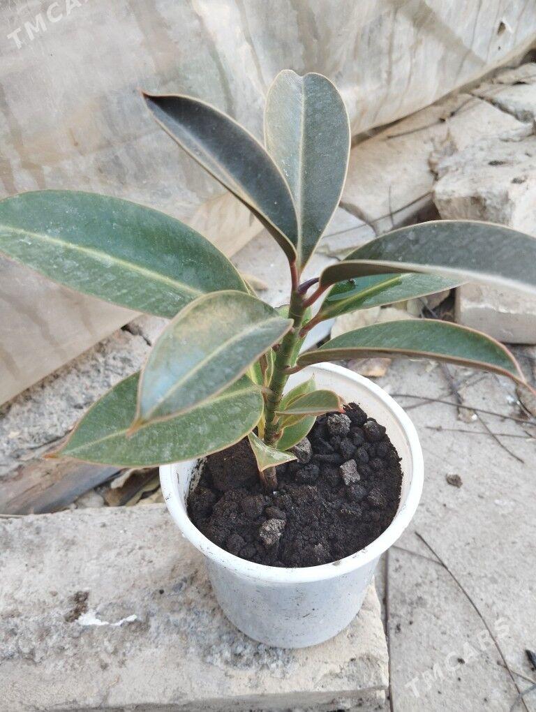 растения цветы - Aşgabat - img 9