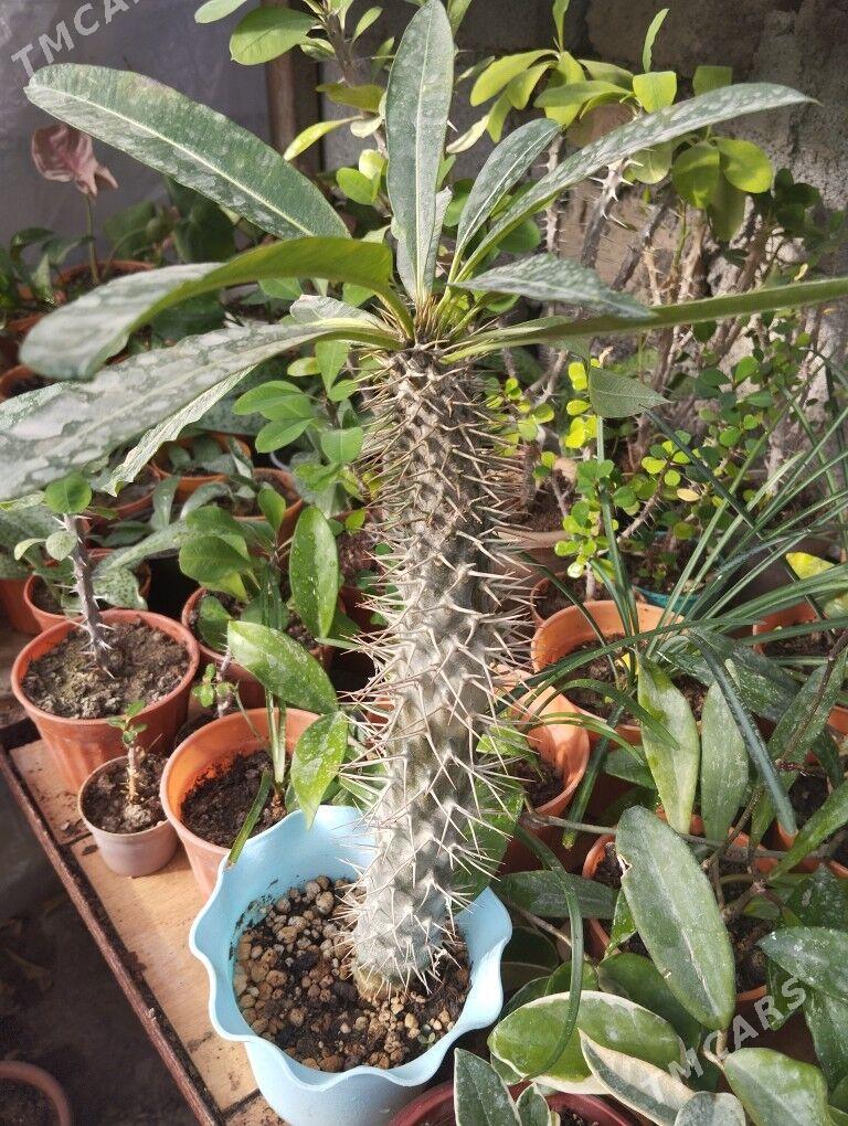 растения цветы - Aşgabat - img 7