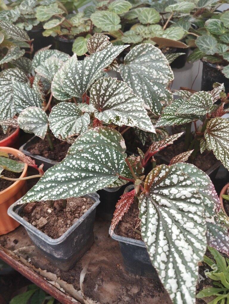 растения цветы - Aşgabat - img 3