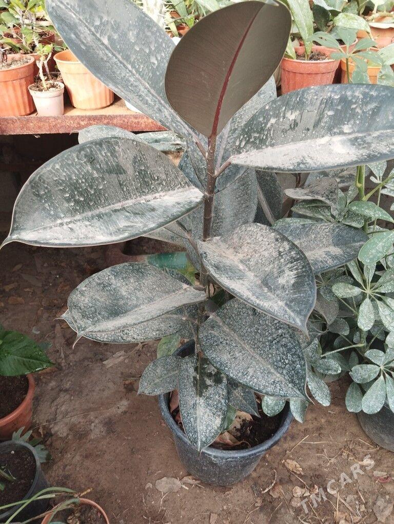 растения цветы - Aşgabat - img 6