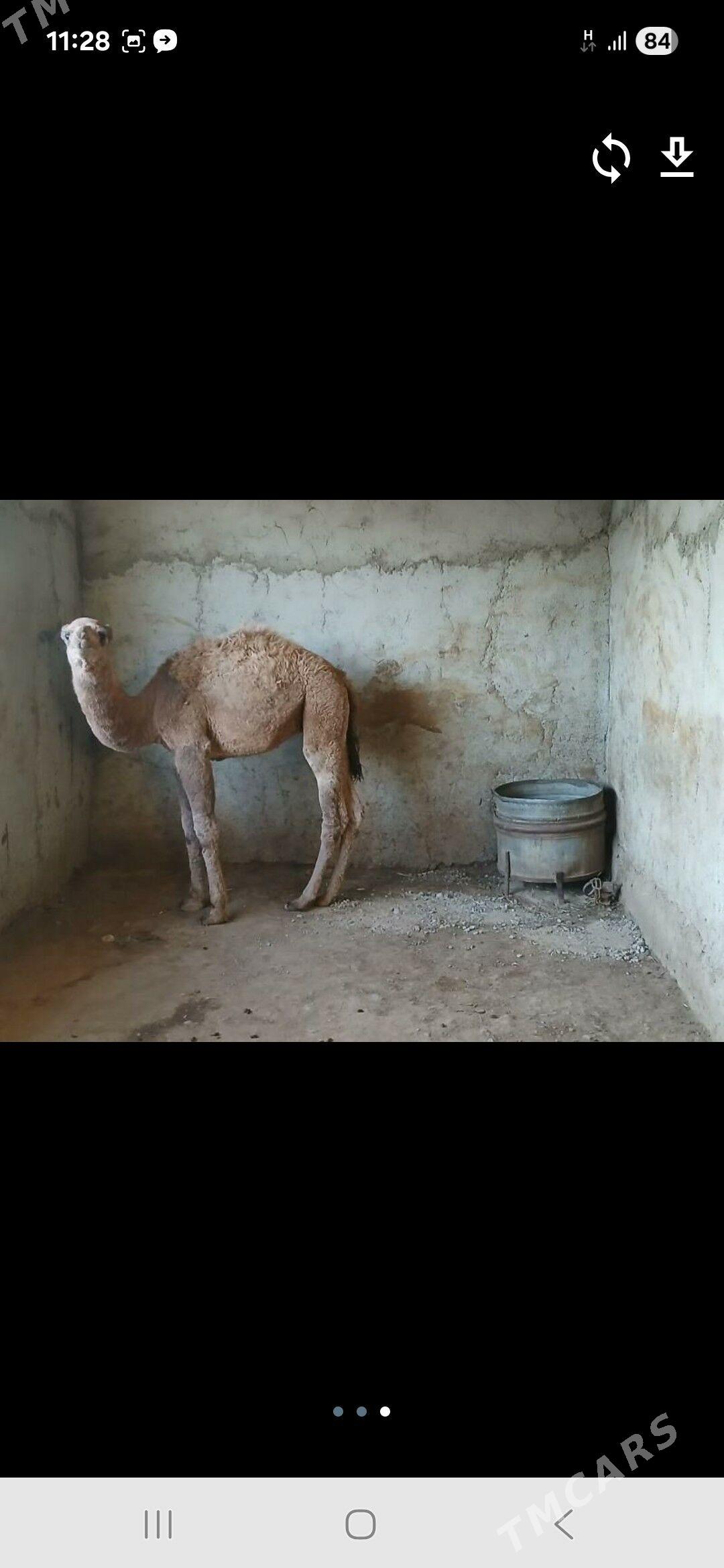 torum - Гызыларбат - img 1