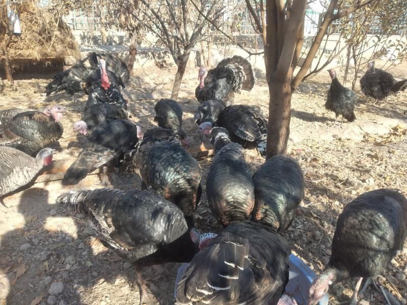 induk, индюк - Daşoguz - img 1