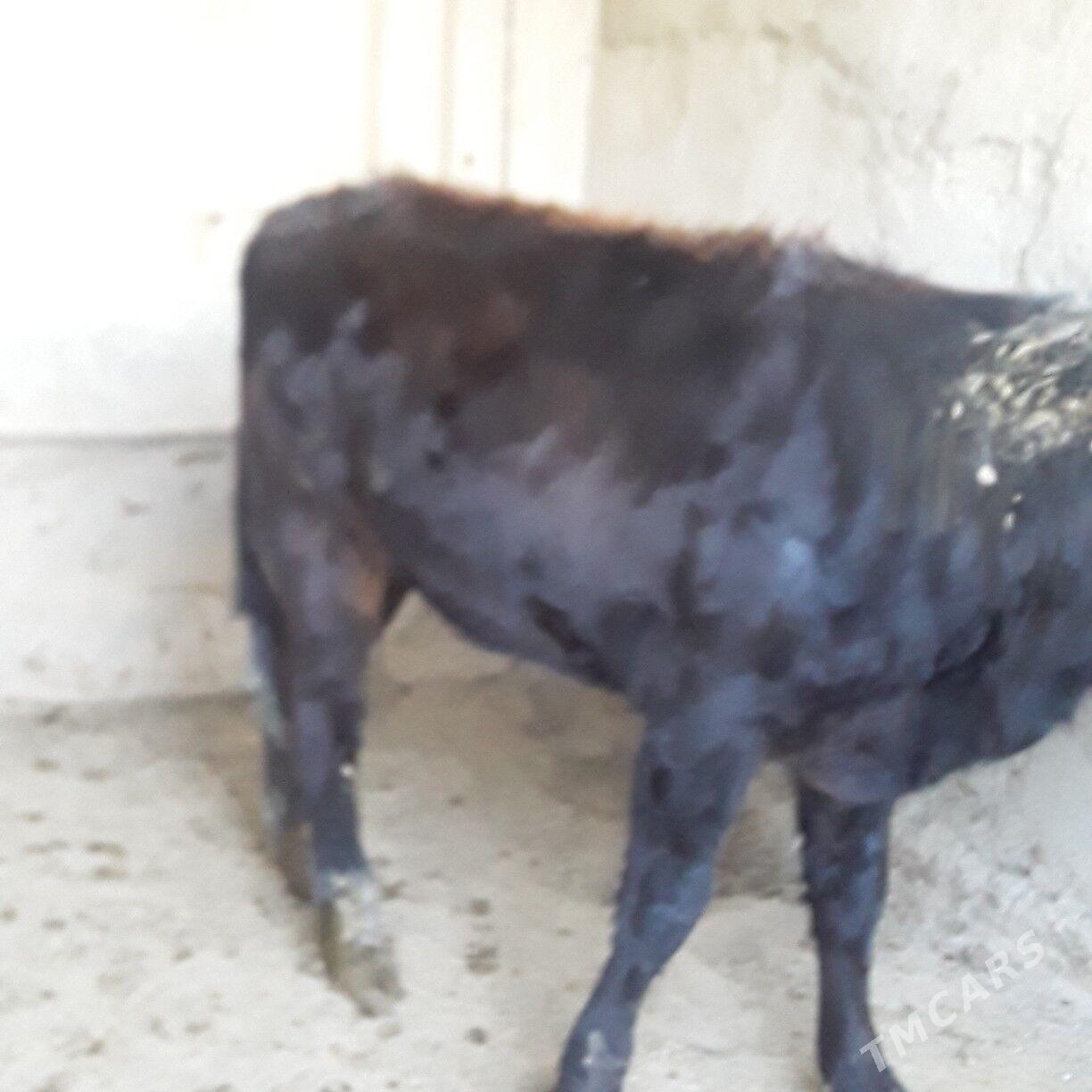 tuwe şwes - Бузмеин - img 1