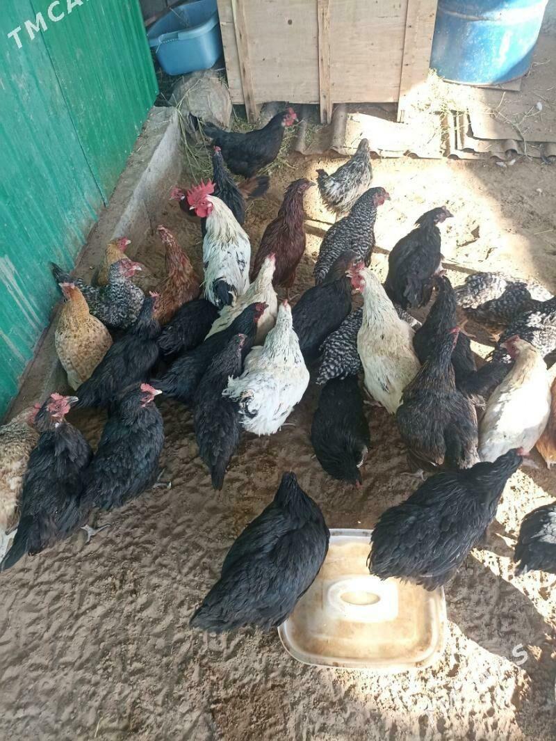 towuk juje horaz bar - Garadamak Şor - img 1