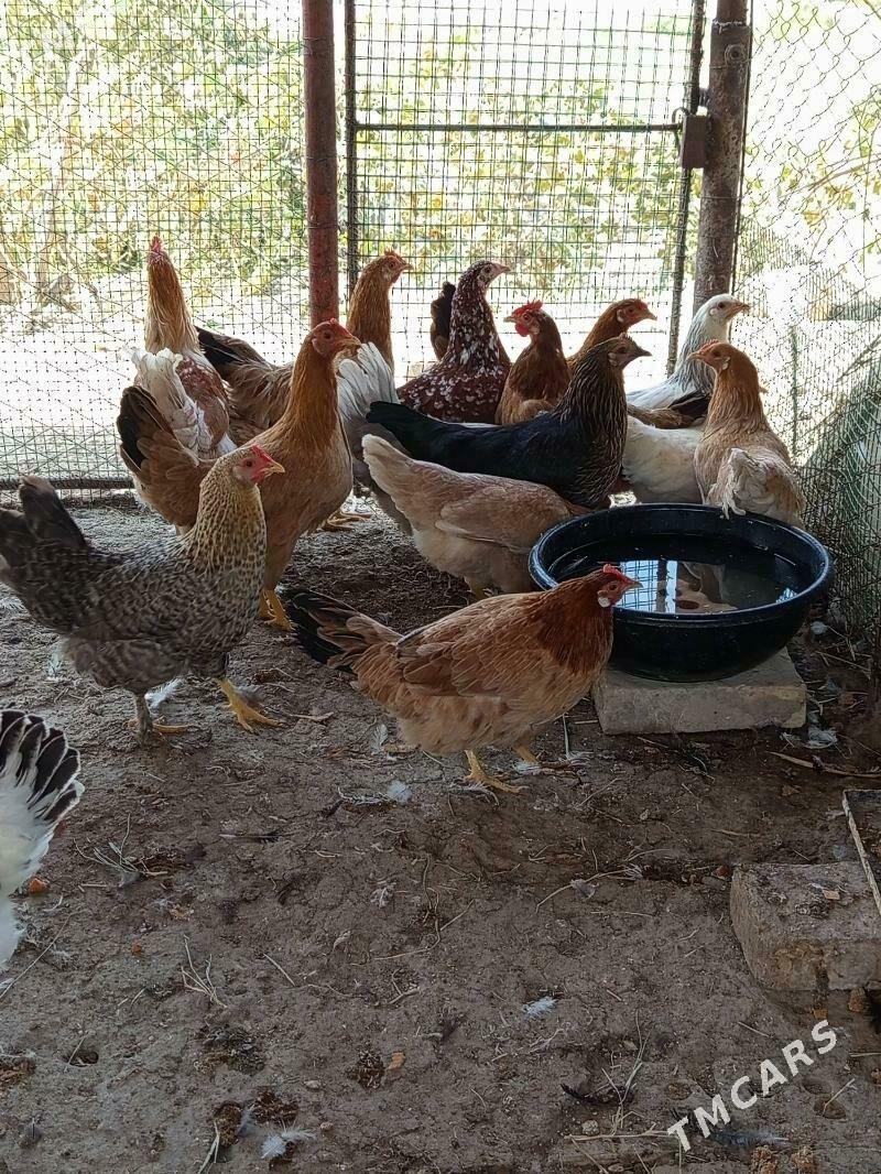 towuk juje horaz bar - Garadamak Şor - img 8