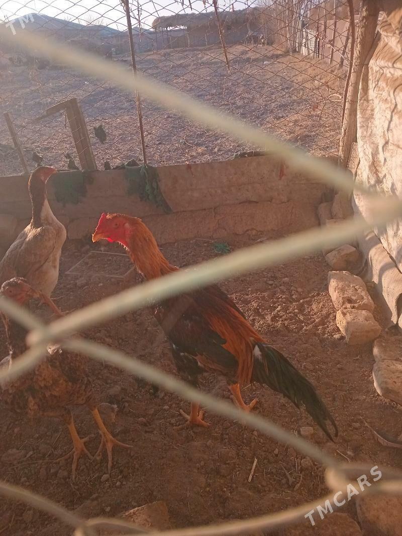 Horoz - Гороглы (Тагта) - img 2