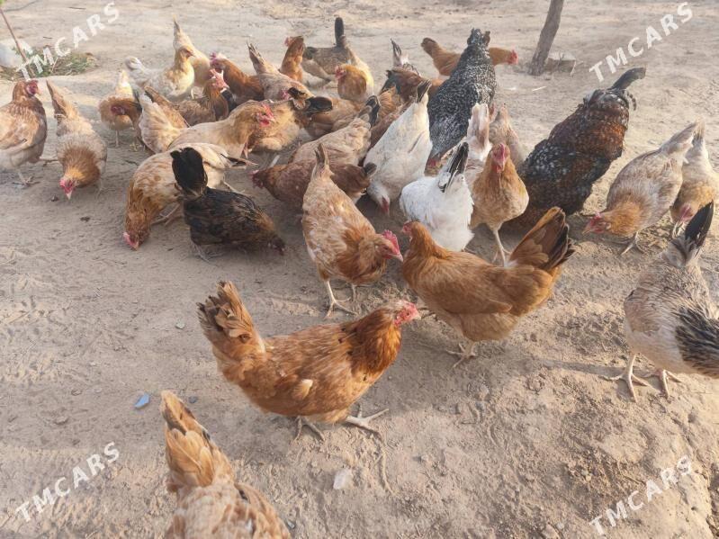 towuk juje horaz bar - Garadamak Şor - img 7