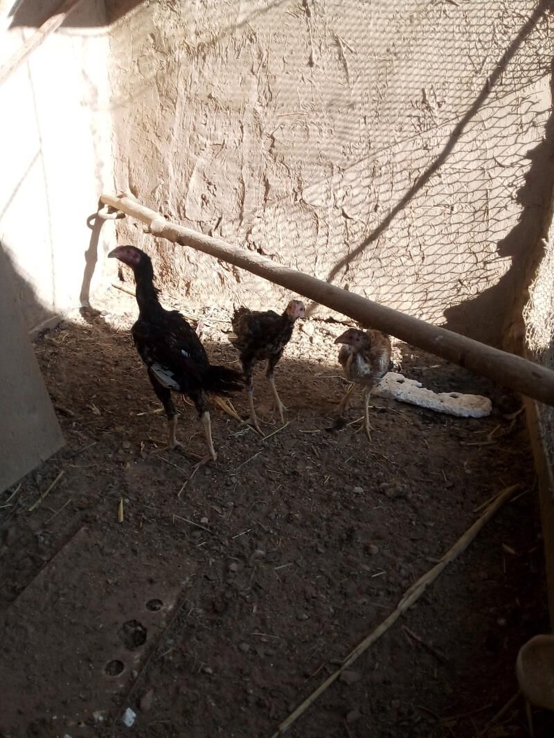 жужа хораз.маки - Дашогуз - img 2