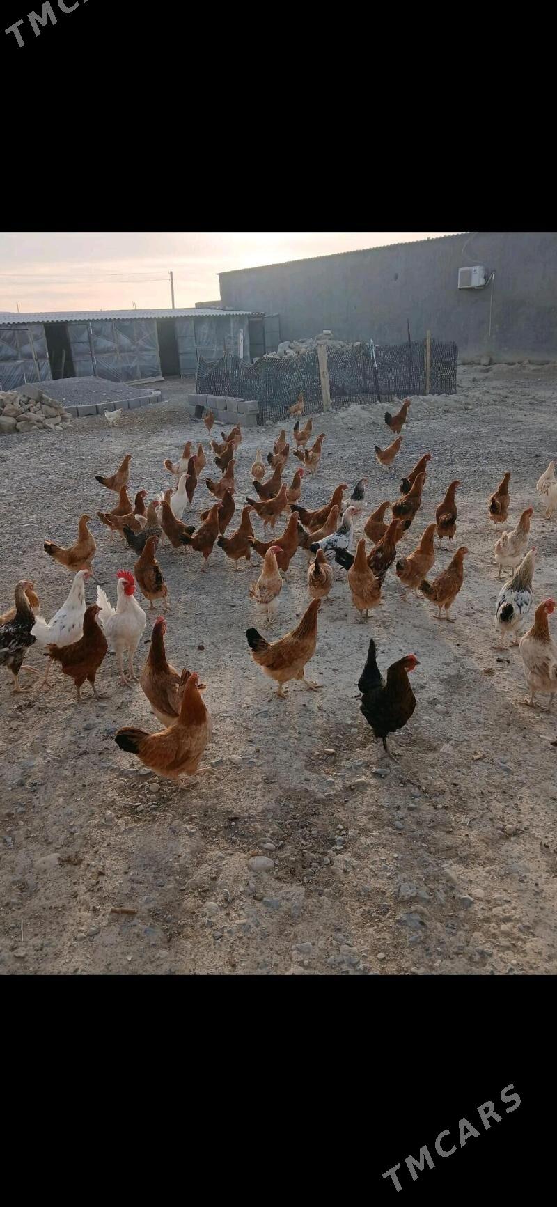 towuk juje horaz bar - Garadamak Şor - img 4