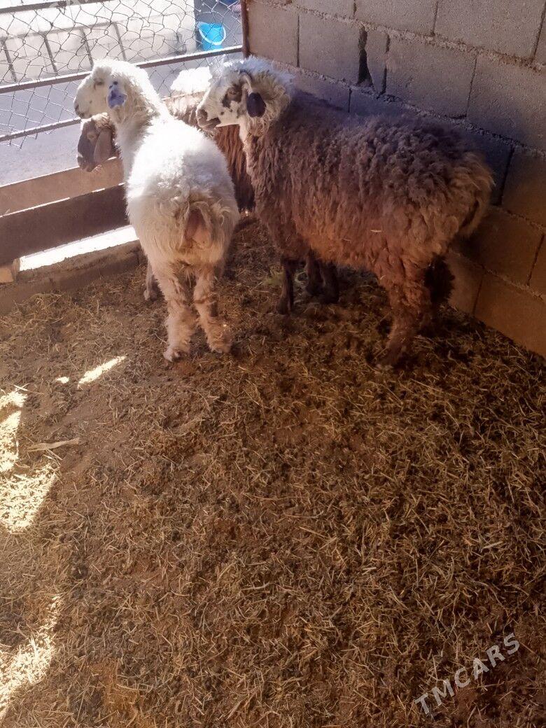 Goýun - Бузмеин - img 5