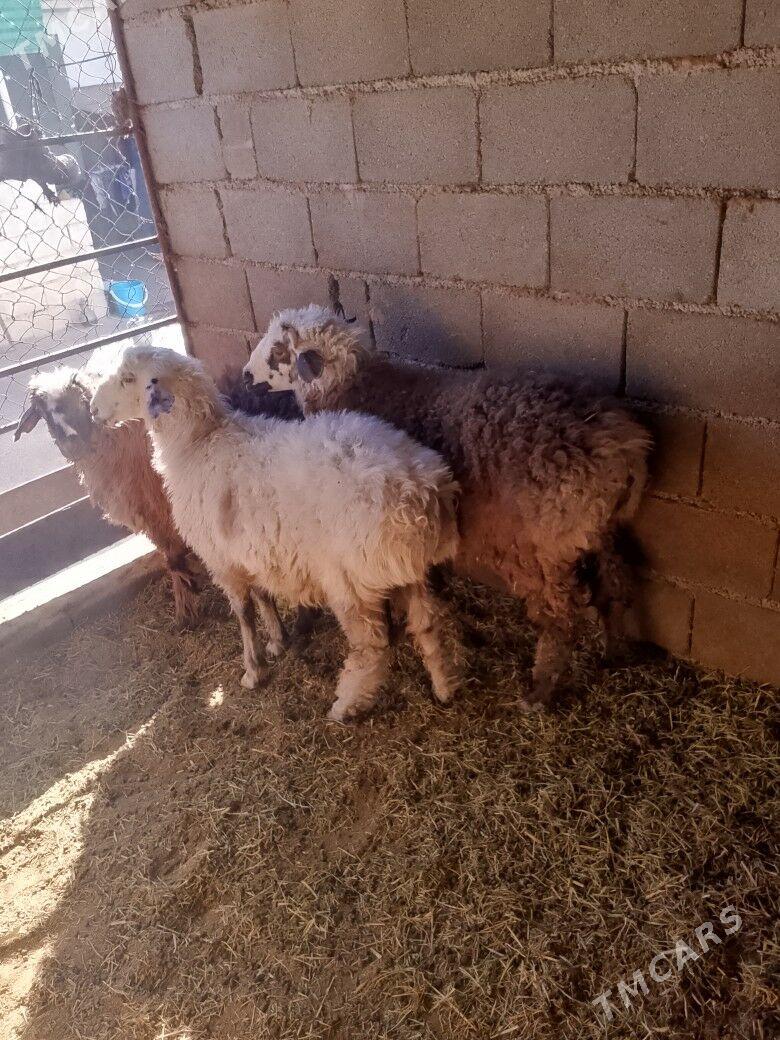 Goýun - Бузмеин - img 6