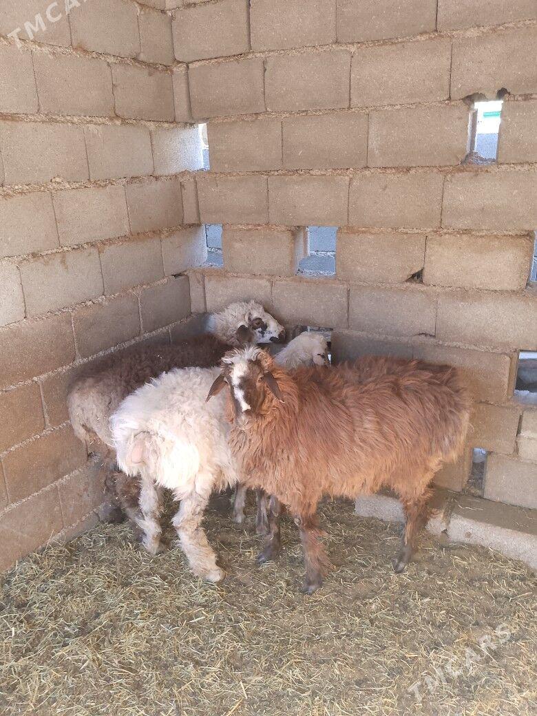 Goýun - Бузмеин - img 7