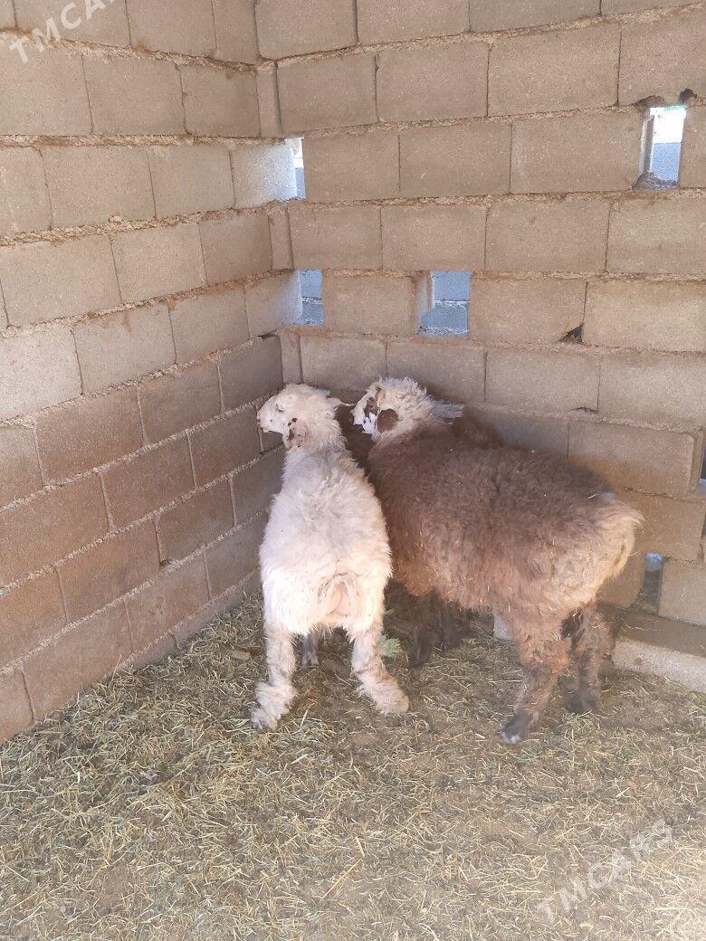 Goýun - Бузмеин - img 8