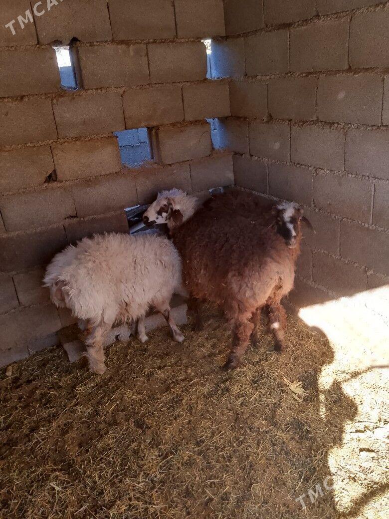 Goýun - Бузмеин - img 4