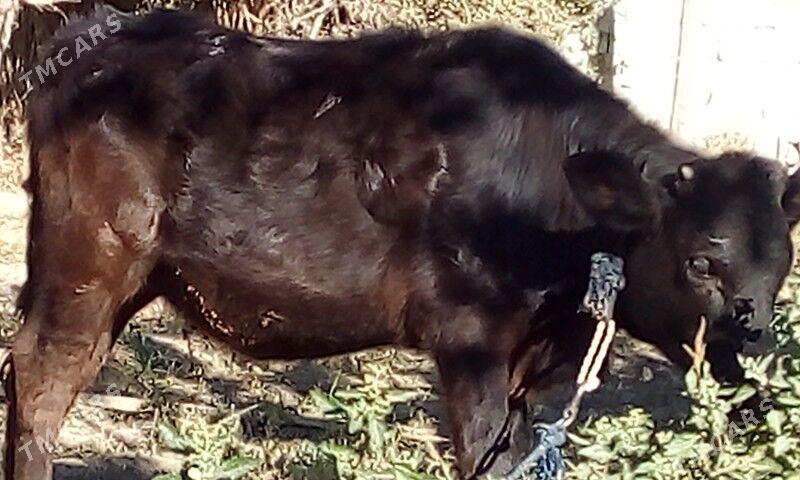 Goleli sygyr - Бахарден - img 4