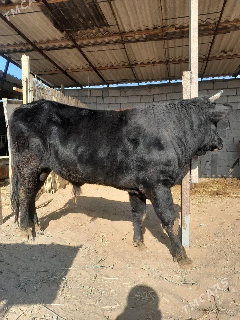 öküz bakylan - Гёкдепе - img 2