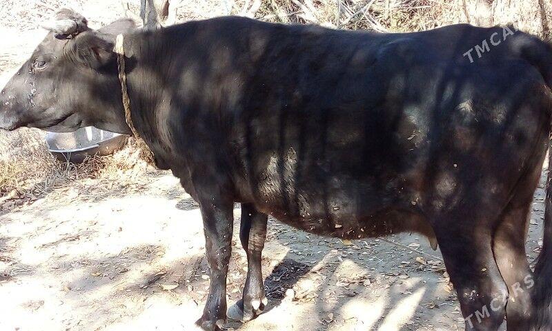 Goleli sygyr - Бахарден - img 1