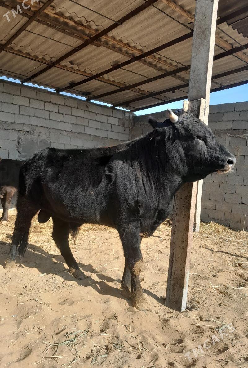 öküz bakylan - Гёкдепе - img 1