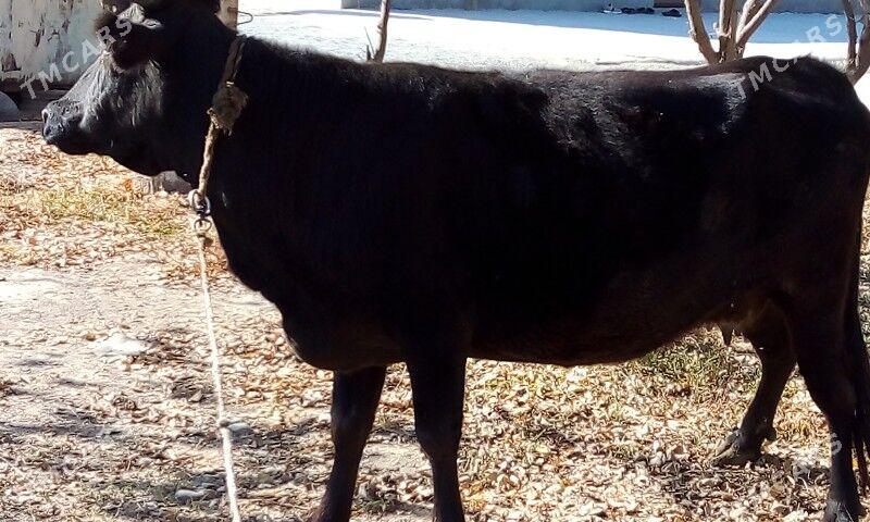 Goleli sygyr - Бахарден - img 2