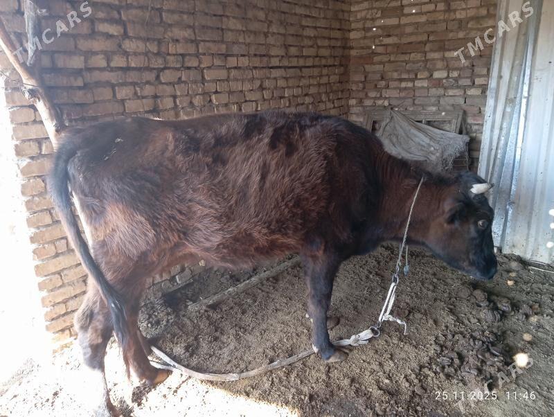 BOGAZ SYGYR - Мургап - img 4