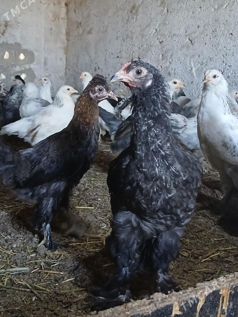 jüje - Анев - img 2